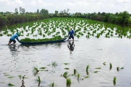 Nông dân tỉnh Cà Mau xuống giống vụ lúa trên đất nuôi tôm. (Ảnh: Huỳnh Anh/ TTXVN)