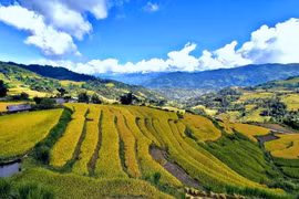 Ruộng bậc thang ở Tả Sử Choóng, huyện Hoàng Su Phì (Hà Giang). (Ảnh: Nguyễn Chiến/TTXVN)