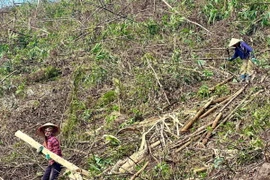 Người dân huyện Ba Chẽ, tỉnh Quảng Ninh khẩn trương tận thu lâm sản, dọn dẹp rừng bị bão số 3 tàn phá. (Ảnh: Thanh Vân/TTXVN)