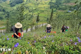 Đồi trồng dược liệu cây cát cánh của gia đình anh Tráng Seo Khúa ở thôn Hoàng Hạ, xã Hoàng Thu Phố (Bắc Hà, Lào Cai). (Ảnh: Hương Thu/TTXVN)