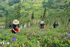 Đồi trồng dược liệu cây cát cánh của gia đình anh Tráng Seo Khúa ở thôn Hoàng Hạ, xã Hoàng Thu Phố (Bắc Hà, Lào Cai). (Ảnh: Hương Thu/TTXVN)