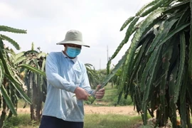Ông Nguyễn Văn Chương, ngụ xã Bông Trang, huyện Xuyên Mộc tỉa trái để dưỡng cây thanh long chờ sản xuất nghịch vụ. (Ảnh: Hoàng Nhị/ TTXVN)