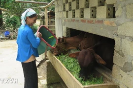 Nuôi bò thịt xóa đói giảm nghèo tại hộ gia đình chị Sùng Thị Hoa, xã Bản Mế, huyện Si Mai Ca, tỉnh Lào Cai. (Ảnh: TTXVN phát)
