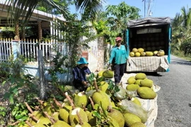 Việc chuyển đổi đất trồng lúa kém hiệu quả sang trồng mít cho hiệu quả gấp đôi so với trồng lúa. (Ảnh: Nguyễn Văn Trí/TTXVN)