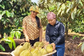 Thu hoạch sầu riêng trồng theo tiêu chuẩn VietGAP tại xã Ia Mơ Nông (Chư Păh, Gia Lai). (Ảnh: Hoài Nam/TTXVN)