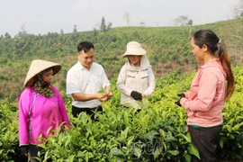 Anh Lồ Củi Dùng, Phó Chủ tịch Ủy ban Nhân dân xã Thanh Bình, huyện Mường Khương hướng dẫn người thu hái chè búp. (Nguồn: Báo Lào Cai)