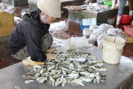 Tiểu thương bày bán cá nóc với số lượng nhiều trên các sạp tại Cảng cá Lạch Vạn (xã Diễn Ngọc, huyện Diễn Châu, Nghệ An). (Ảnh: Xuân Tiến/ TTXVN)