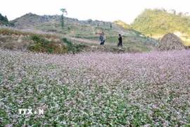 Cánh đồng hoa tam giác mạch. (Nguồn: TTXVN)