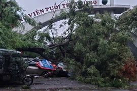 Cây gãy đổ đè bẹp nhiều ôtô tại bãi đỗ xe trước Công viên Tuổi trẻ. (Ảnh: Phương Anh/TTXVN)