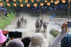 Các đôi bò tăng tốc băng băng về đích. (Ảnh: Công Mạo/TTXVN)