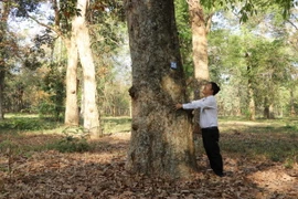 Những gốc cao su cổ thụ có đường kính từ 1-3 mét, cao hàng chục mét đang phát triển tốt tại Vườn cao su bảo tồn thuộc Tổng Công ty Cao su Đồng Nai. (Ảnh: Lê Xuân/TTXVN)