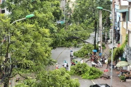 Cây đổ la liệt trên phố Dương Văn Bé. (Ảnh: Thanh Tùng/TTXVN)