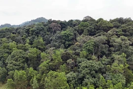 Ảnh minh họa. (Ảnh: Hữu Quyết/TTXVN)