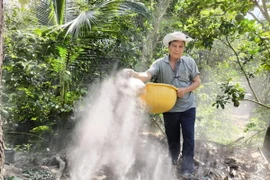 Ông Lê Văn Mãnh, xã Hưng Khánh Trung B, huyện Chợ Lách, Bến Tre bón phân hữu cơ giúp cây phục hồi bộ rễ sau hạn, mặn. (Ảnh: Huỳnh Phúc Hậu/TTXVN)