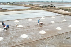 Cánh đồng muối tại xã Long Điền Đông (Đông Hải, Bạc Liêu). (Ảnh: TTXVN phát)
