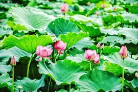 Vẻ đẹp của những đóa sen bách diệp hồ Tây. (Ảnh: Khánh Hòa/TTXVN)