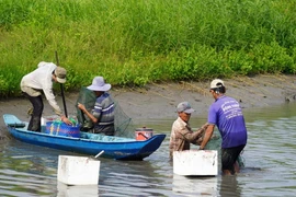 Hợp tác xã Ngã Bát cung ứng con giống, vật tư nông nghiệp giúp giảm chi phí, tăng lợi nhuận cho mô hình sản xuất tôm-lúa ở xã Đông Hưng B, huyện An Minh (Kiên Giang). (Ảnh: Văn Sĩ/TTXVN)