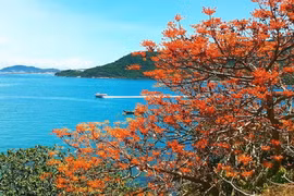 Cây ngô đồng trên đảo Cù Lao Chàm. (Nguồn: Báo Quảng Nam)
