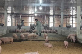 Trang trại nuôi lợn trong phòng lạnh, đệm lót sinh học và hệ thống thức ăn, nước uống tự động của Công ty TNHH Trang Linh, huyện Xuyên Mộc. (Ảnh: Hoàng Nhị /TTXVN)