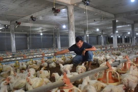 Trang trại nuôi gà trong hệ thống phòng lạnh của Hợp tác xã Nông nghiệp công nghệ cao Long Thành Phát tại huyện Xuyên Mộc, tỉnh Bà Rịa-Vũng Tàu.(Ảnh: Hoàng Nhị/TTXVN)