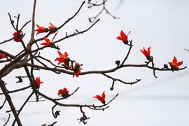 Mùa hoa gạo báo hiệu đất trời chuyển giao, khi những cơn mưa phùn, gió bấc nhường chỗ cho tiết khí mùa hạ. (Ảnh: Trọng Đạt/TTXVN)