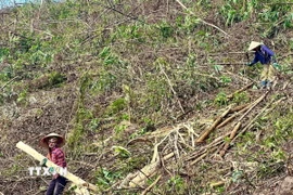 Người dân huyện Ba Chẽ, tỉnh Quảng Ninh khẩn trương tận thu lâm sản, dọn dẹp rừng bị bão số 3 tàn phá. (Ảnh: Thanh Vân/TTXVN)