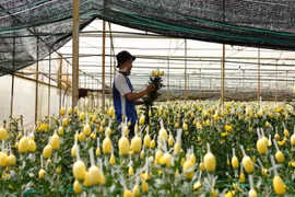 Một nhà vườn ở làng hoa Thái Phiên (phường 12, thành phố Đà Lạt, Lâm Đồng). (Ảnh: Nguyễn Dũng/ TTXVN)