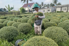 Chuẩn bị giao hoa cúc mâm xôi cho thương lái tại huyện Chợ Lách (Bến Tre). (Ảnh: Huỳnh Phúc Hậu/TTXVN)