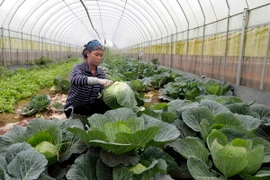 Gia đình chị Hoàng Thị Nhung ở xã Tàm Xá, huyện Đông Anh vay vốn ưu đãi đầu tư nhà lưới trồng rau sạch cho hiệu quả kinh tế cao. (Ảnh: Trần Việt/TTXVN)