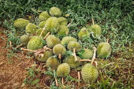 Nhiều diện tích sầu riêng tại 2 huyện Đức Cơ và Chư Sê của tỉnh Gia Lai bị rụng quả la liệt. (Ảnh: Hoài Nam/TTXVN)