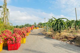 Thu hoạch thanh long tại Hợp tác xã Xuân Trường, huyện Châu Đức, tỉnh Bà Rịa-Vũng Tàu. (Ảnh: Hoàng Nhị/TTXVN)