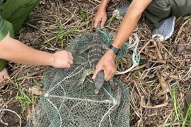 Lực lượng chức năng giải cứu cá thể kỳ đà hoa quý hiếm ra khỏi bẫy lưới. (Ảnh: Vườn Quốc gia Côn Đảo)