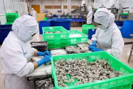 Sơ chế tôm xuất khẩu tại Công ty Phát triển Kinh tế Duyên Hải - COFIDEC, huyện Bình Chánh, Thành phố Hồ Chí Minh. (Ảnh: Hồng Đạt/ TTXVN)