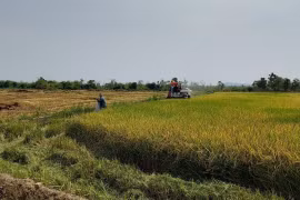 Mô hình “Trình diễn lúa nước” của Đồn Biên phòng Ia Mơ (Bộ đội Biên phòng tỉnh Gia Lai) cho năng suất cao, giúp hàng trăm hộ dân tộc thiểu số tại làng Klăh, xã Ia Mơ, huyện Chư Prông thoát nghèo. (Ảnh: Hồng Điệp/TTXVN)
