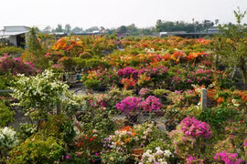 Vườn hoa giấy của anh Võ Thành Hiệp ở xã Tân Dương (Lai Vung, Đồng Tháp). (Ảnh: Nhựt An/TTXVN)