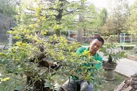 Vĩnh Long: Làng mai vàng Phước Định nhộn nhịp trong những ngày Giáp Tết