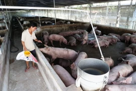 Trang trại nuôi heo thịt ở huyện Trảng Bom, tỉnh Đồng Nai. (Ảnh: Hồng Đạt/TTXVN)