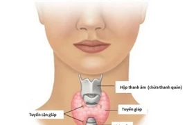 Giải phẫu tuyến giáp và tuyến cận giáp. (Nguồn: Bệnh viện K)