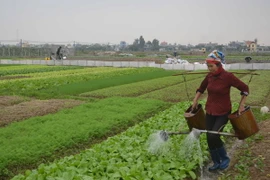 (Ảnh minh họa: Thu Hoài/TTXVN)