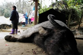 Trâu chết rét tại Sa Pa do băng tuyết rơi dày. (Ảnh: Quỳnh Trang/TTXVN phát)