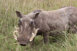 Thanh Hóa: Lợn rừng tấn công khiến một người bị thương nặng 