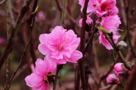 (Ảnh minh họa: Tú Anh/TTXVN)