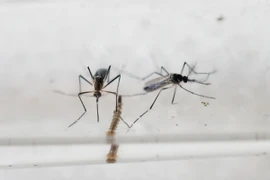 Muỗi Aedes Aegypti, vật trung gian lây truyền virus Zika. (Nguồn: AFP/TTXVN)