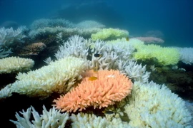 Rạn san hô Great Barrier Reef của Australia ngày 2/10/2012. (Nguồn: AFP/TTXVN)