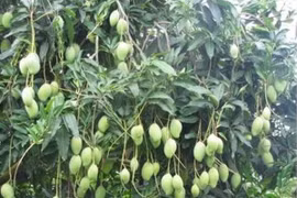 (Nguồn: vinafruit.com)