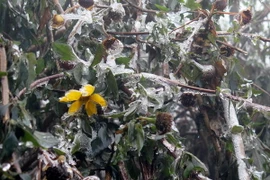 Băng giá phủ kín bản vùng cao Lai Châu. (Ảnh: Công Hải/Vietnam+)