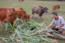 Chính phủ đặt mục tiêu giảm hộ nghèo xuống còn 5% vào năm tới 