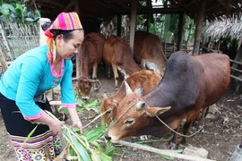 Chương trình giảm nghèo: Cần rót vốn đúng đối tượng và nhu cầu