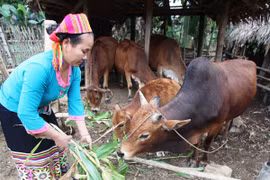 Chương trình giảm nghèo: Cần rót vốn đúng đối tượng và nhu cầu