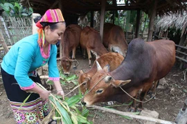 Tiêu chí xét chuẩn nghèo mới sẽ dựa trên 5 chiều từ năm 2015